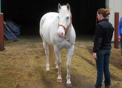 Yo Secos Kid - APHA Gelding